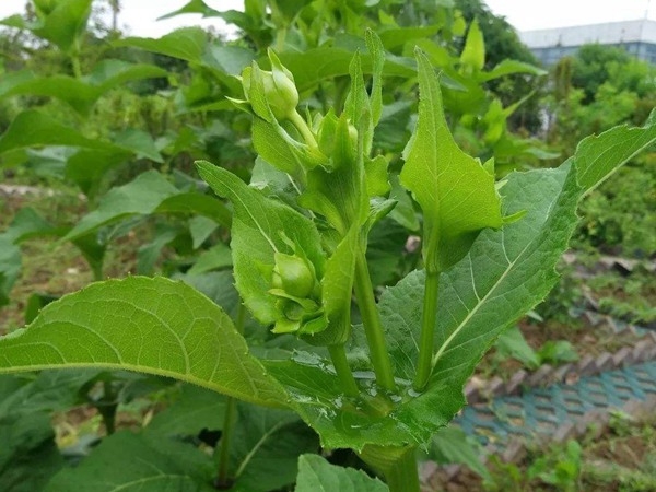 串葉松香草怎樣去毒，營(yíng)養(yǎng)價(jià)值有哪些？