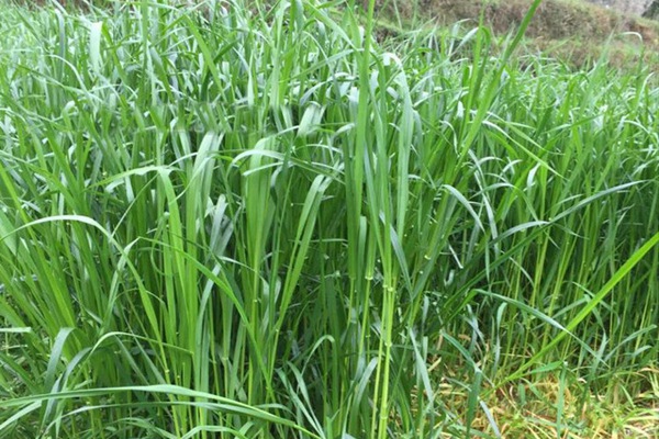 果樹下種植什么飼草好？有何經(jīng)濟價值
