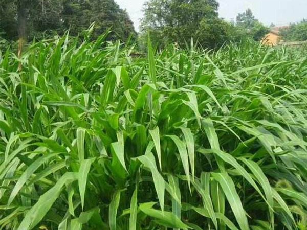 墨西哥玉米草可以直接用來(lái)喂豬嗎？