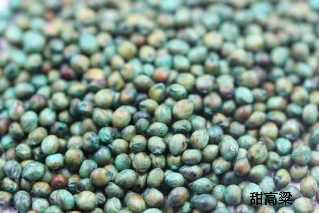 甜高粱，一年生植物，在世界各大洲都有分布