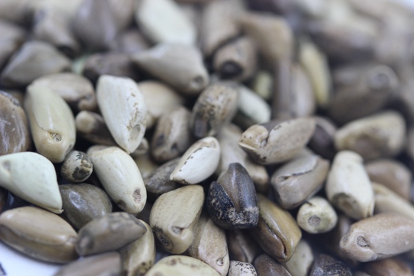 墨西哥玉米草畝播種量多少？如何播種