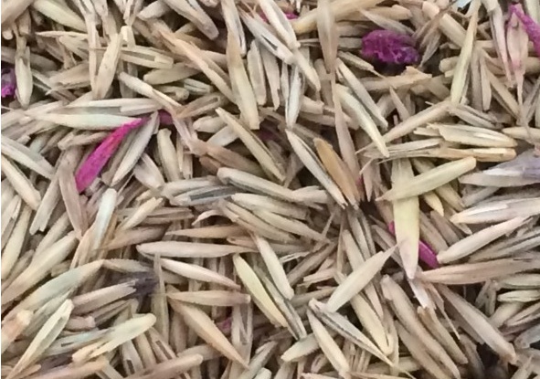 冰草種子怎么種，種后多久發(fā)芽