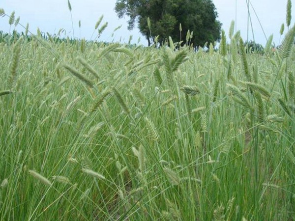 冰草種子怎么種，種后多久發(fā)芽