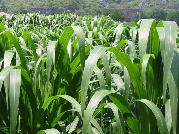 每頭牛每年飼草是多少，有什么標(biāo)準(zhǔn)