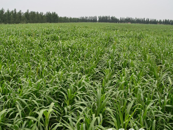 每頭牛每年飼草是多少，有什么標(biāo)準(zhǔn)