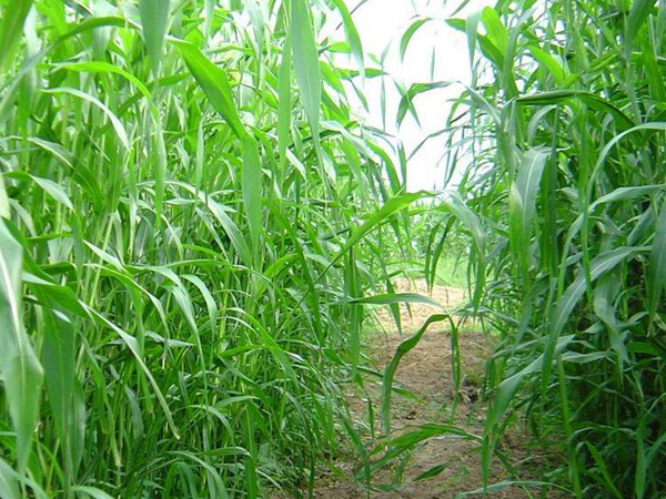 每頭牛每年飼草是多少，有什么標(biāo)準(zhǔn)