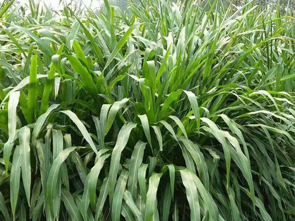畝產(chǎn)量最高的飼草是哪種，如何種植這些高產(chǎn)飼草