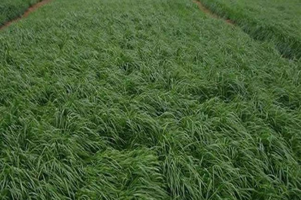 冬牧70黑麥草什么時間播種？播種方法有何技巧