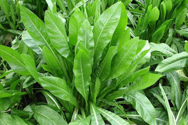 菊苣可以做飼草嗎？喂養(yǎng)方式是什么