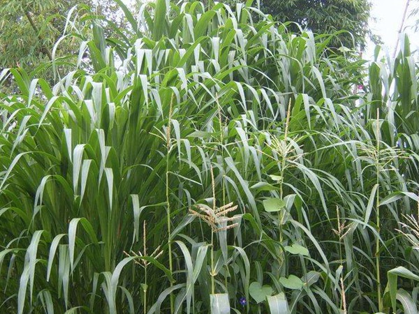 養(yǎng)20只羊用多少畝飼草，用什么品種的飼草