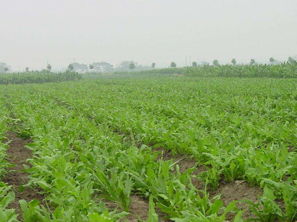 適合在廣東種植的飼草，如何種植