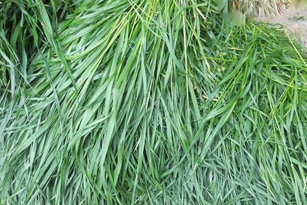 適合在廣東種植的飼草，如何種植