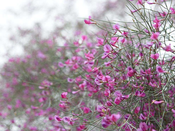 花棒是飼草嗎，怎么種植