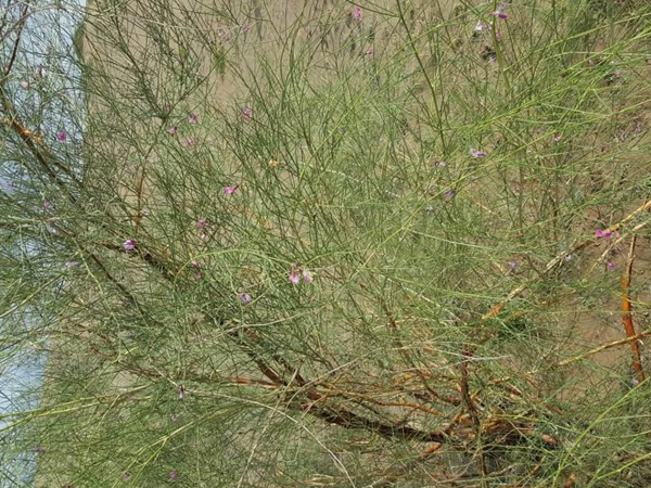 花棒是飼草嗎，怎么種植