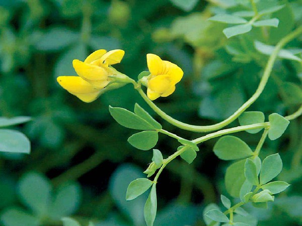 百脈根產(chǎn)量如何，怎樣提高畝產(chǎn)量