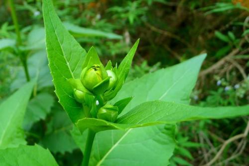 優(yōu)質(zhì)的牧草---串葉松香草，基本詳情介紹