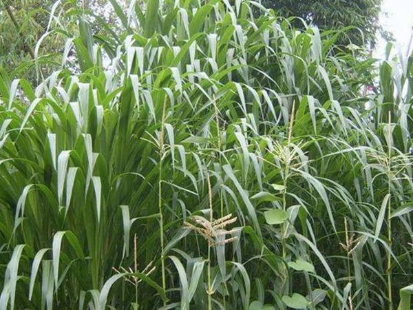 一畝地皇竹草能養(yǎng)幾只羊?可以養(yǎng)多少頭牛在南方地區(qū)？