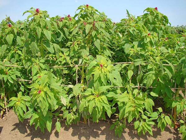 養(yǎng)豬用什么牧草種植比較好？