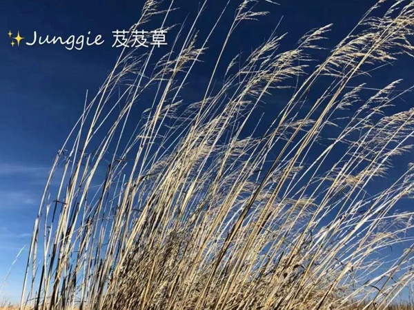 芨芨草飼用價(jià)值？——耐寒耐旱耐鹽堿