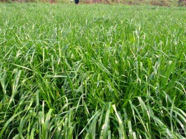 多年生黑麥草是什么？多年生黑麥草的種植方法是什么？