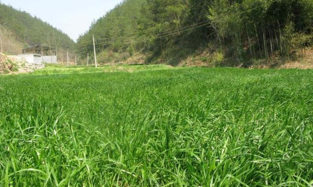 一次種植，多次收益的優(yōu)質(zhì)牧草——多年生黑麥草