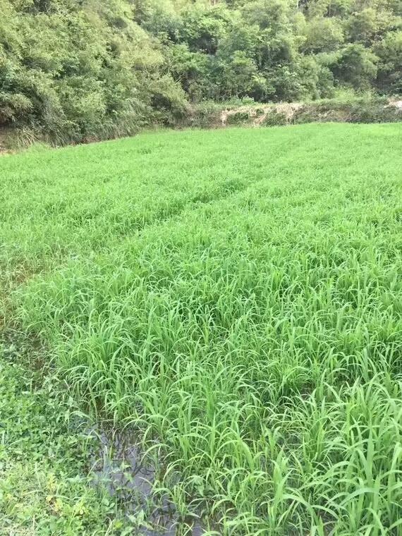 種植小米草的優(yōu)勢在哪里？養(yǎng)殖小龍蝦怎么樣？