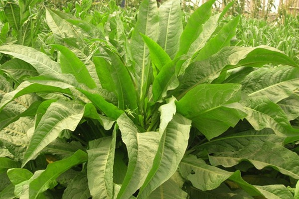 農(nóng)戶養(yǎng)鴨菊苣種子價(jià)格多少錢一斤，菊苣草播種時(shí)間