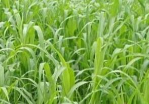 高丹草如何養(yǎng)殖，種植方法是什么？