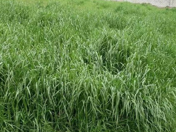 紅三葉種子種植方法？批發(fā)價(jià)格多少錢一斤？