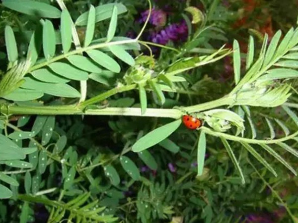 毛苕子種子的品種介紹以及特點