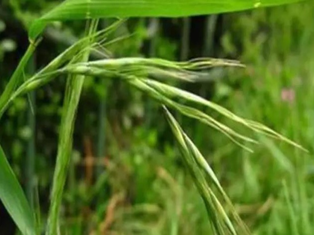 披堿草播種方法與經(jīng)濟價值