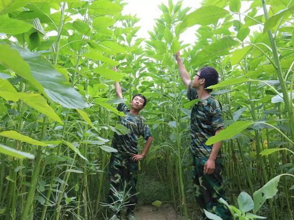 籽粒莧是一種什么植物，又什么作用