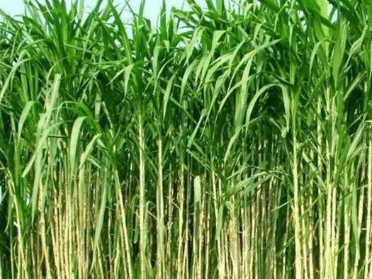 皇竹草養(yǎng)豬、喂雞可降低成本增加收入，栽培方法！
