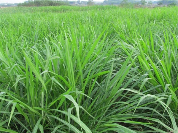 種植皇竹草牧草養(yǎng)牛，一畝地牧草可以養(yǎng)殖多少牛？