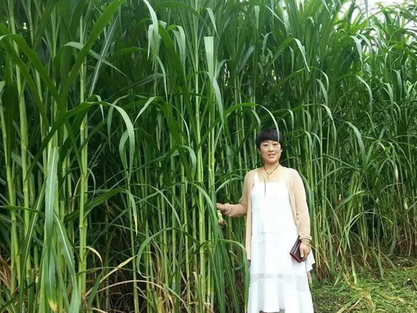 種植皇竹草牧草養(yǎng)牛，一畝地牧草可以養(yǎng)殖多少牛？