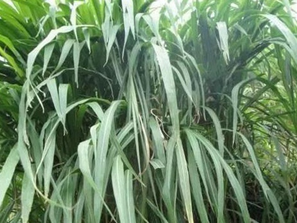 皇竹草種植經(jīng)濟效益是什么？有什么作用？