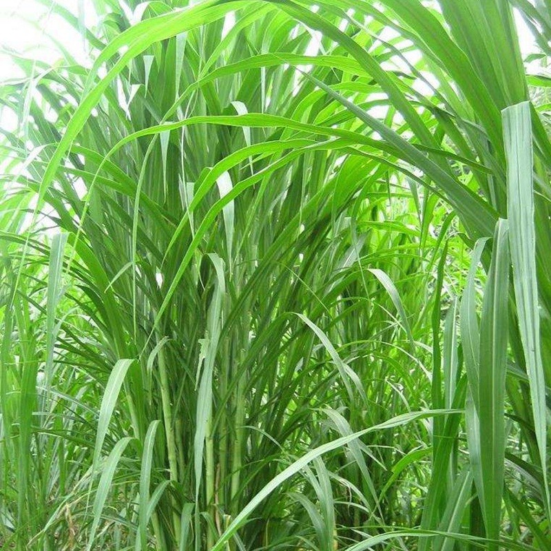 喂兔最佳牧草——甜象草簡(jiǎn)單介紹