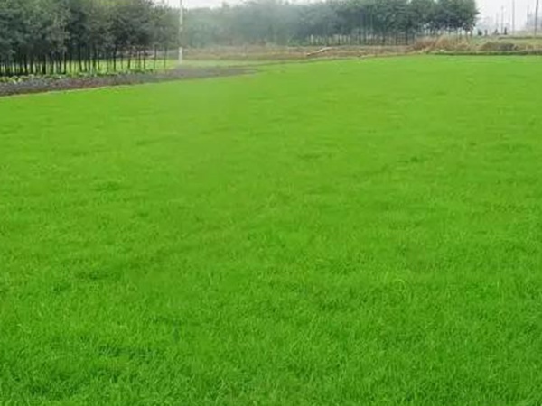 黑麥草應(yīng)該怎么樣補(bǔ)播比較好？
