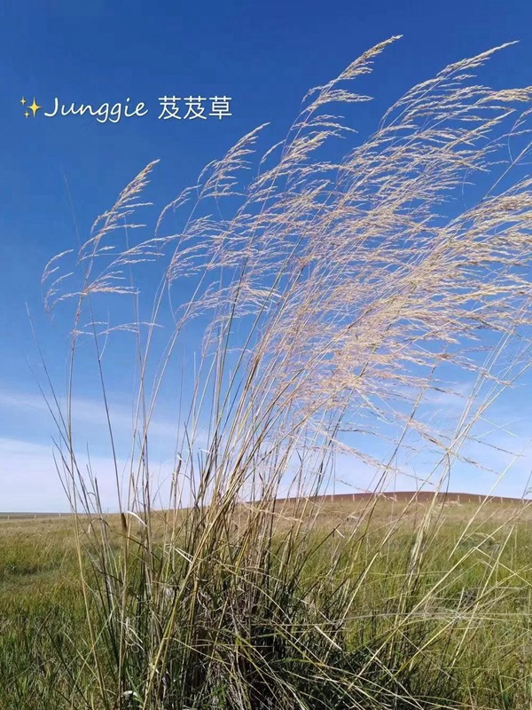 芨芨草飼用價(jià)值？——耐寒耐旱耐鹽堿