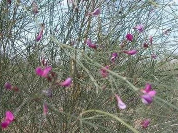 常見植物花棒——耐旱、喜光樹種