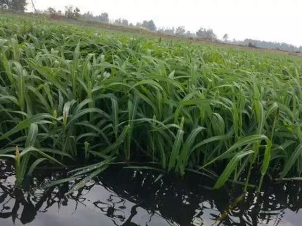小米草怎么樣才能提高小龍蝦養(yǎng)殖效益？小米草種植怎么管理比較合適？