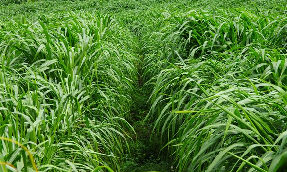養(yǎng)牛最適合種植什么牧草比較好？種植方法是什么？