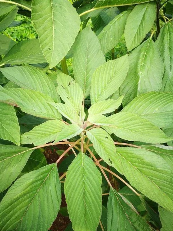 養(yǎng)豬用什么牧草種植比較好？