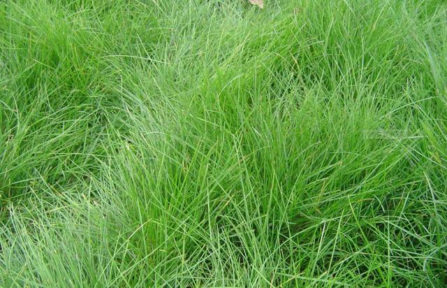 優(yōu)質(zhì)牧草種子紫羊茅優(yōu)點有哪些，還有哪些需要注意的