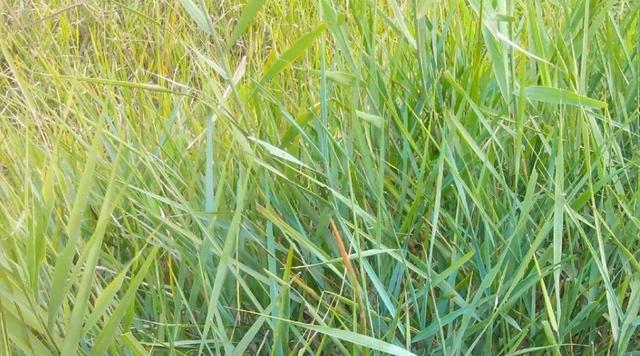 綠化草坪堿茅草的種植方法以及經(jīng)濟(jì)價(jià)值