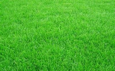 黑麥草的用途有什么？黑麥草種子用途有多少？