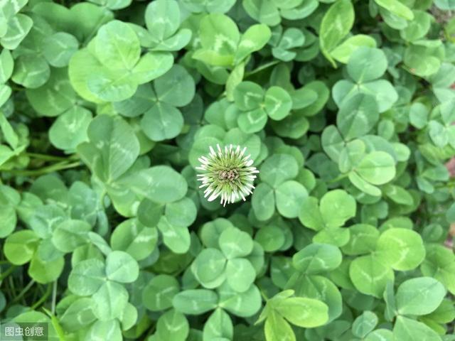 白三葉草優(yōu)點(diǎn)有哪些，觀賞性怎么樣