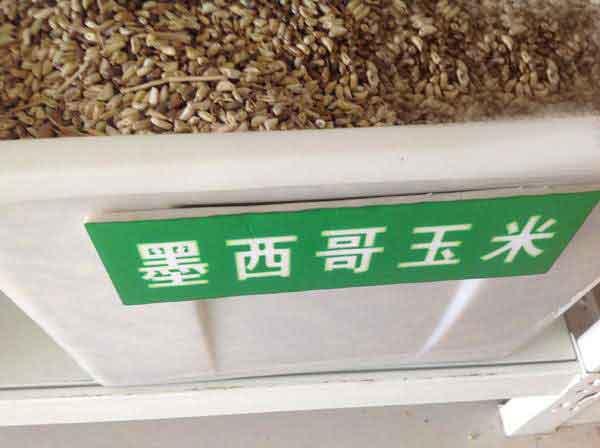 墨西哥玉米草種子種植技術(shù)，掌握好才能順利養(yǎng)殖