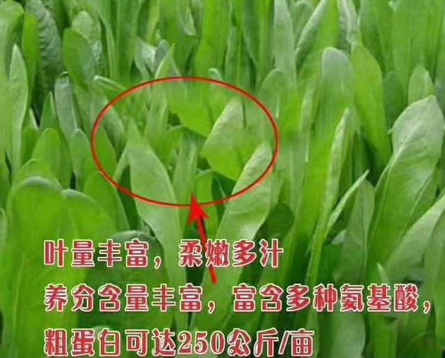 牧草菊苣是多年生嗎？種植方法是什么？
