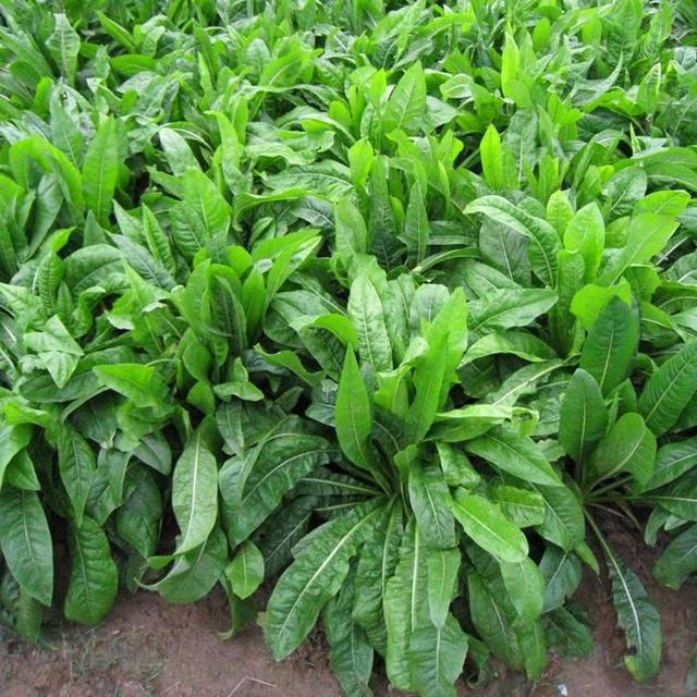 菊苣草可以養(yǎng)殖雞鴨鵝豬魚，是多年生的嗎
